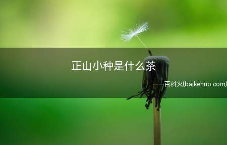 正山小种是什么茶