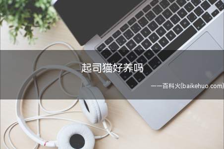 起司猫好养吗