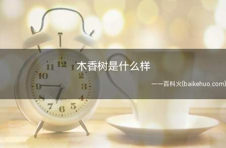 木香树高可达六米左右,小枝为圆柱形,无毛,老枝的较大的皮孔