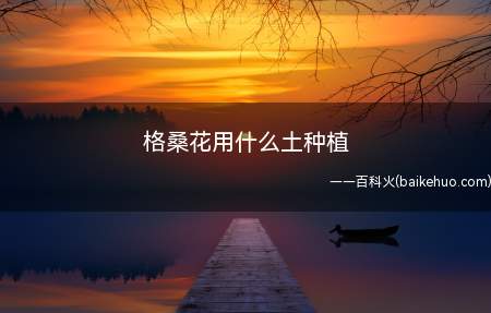 种植格桑花的时候,应该选用相对肥沃透气,还得有一定的排水能力
