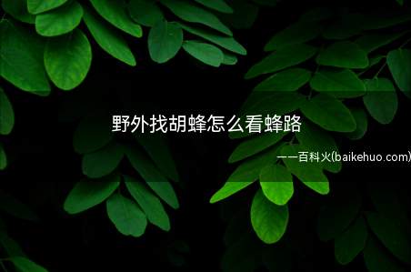 野外找胡蜂怎么看蜂路(马蜂学名胡蜂,是蜜蜂的天敌)
