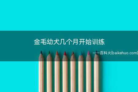 金毛幼犬几个月开始训练(金毛狗狗在三个月大时可以进行训练)
