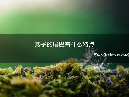 燕子会迁徙,体型小巧,有的燕子尾巴处为剪刀形,不善近人