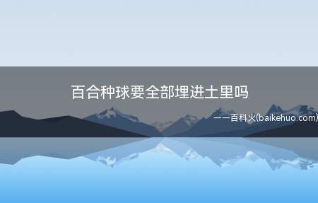 百合种球要全部埋进土里吗（种植百合的时候,种球需要埋进土里7）