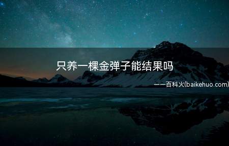 只养一棵金弹子能结果吗(一棵金弹子植株是不能结果的)