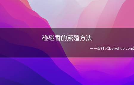 碰碰香的繁殖方法(碰碰香的繁殖方法常见三种)