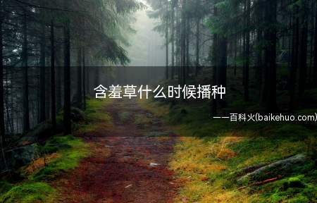 含羞草什么时候播种（含羞草适合春季进行播种）