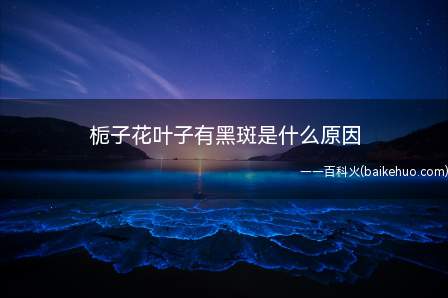 栀子花叶子有黑斑是什么原因（栀子花的叶子上出现黑斑,很有可能是感染了黑斑病）
