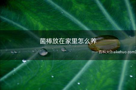 菌棒放在家里怎么养(菌棒放在家里怎么养吗)