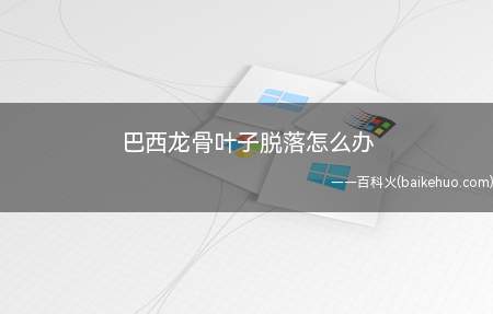 巴西龙骨叶子脱落怎么办(巴西龙骨浇水的注意事项)
