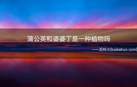 蒲公英和婆婆丁是一种植物吗