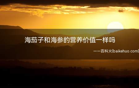 海茄子和海参的营养价值一样吗(海茄子和海参的营养价值不一样)