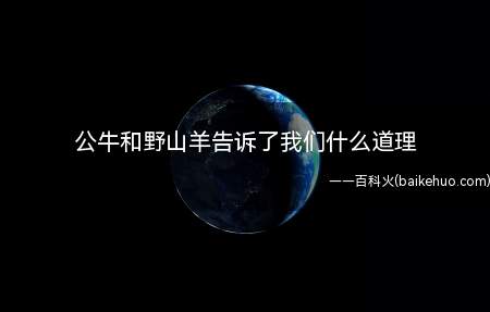 《公牛与野山羊》故事:有头公牛被狮子追赶,逃进了一个山洞