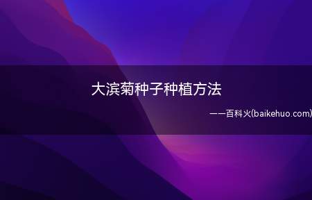 大滨菊种子种植方法（大滨菊的最佳播种时间）