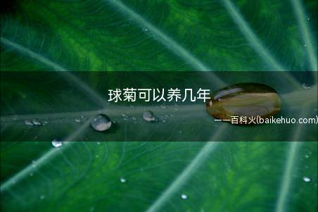 球菊可以养几年（球菊只能养一年,因为球菊是一年生的草本植物）