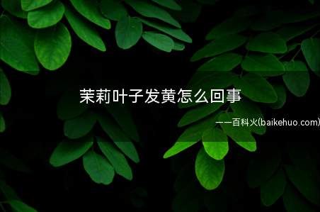 茉莉的叶子发黄可能是刚到新环境中,这种情况无需担心