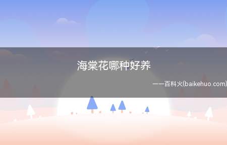 好养活的海棠花品种非常多,比较常见的就是四季海棠了
