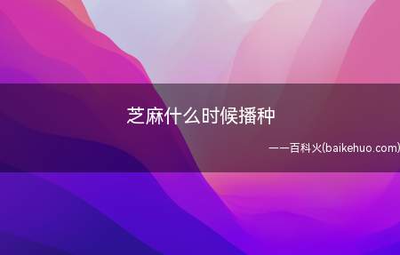 播种芝麻最好是在气候暖和的时候进行,五月份左右种植就可以