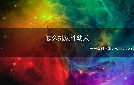怎么挑法斗幼犬(挑选法斗幼犬要注意以下几点)