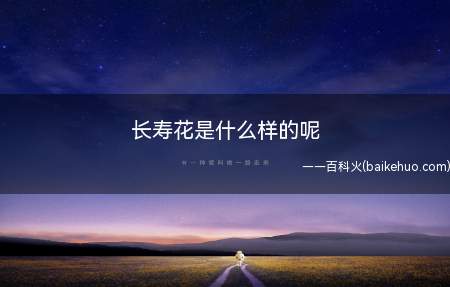 长寿花是什么样的呢(长寿花是一种十分适合作为家庭养护的观花花卉)
