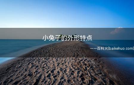 小兔子的外形特点(小兔子顾名思义,身子体型很小,如果没有满月刚出生)