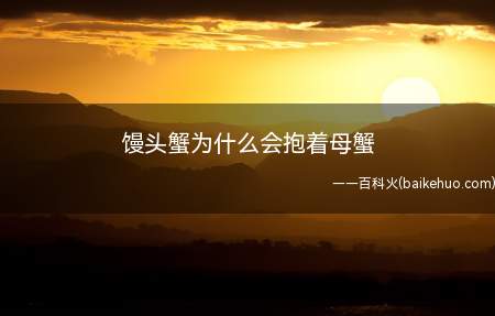馒头蟹抱着母蟹是因为到了繁殖期,它本身不属于群居动物