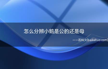 怎么分辨小鹅是公的还是母(小鹅公母是很好区分的)