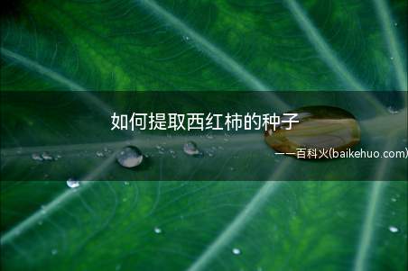 如何提取西红柿的种子(把西红柿切成两半,注意要从果柄处对切)