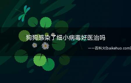 狗狗感染了细小病毒好医治吗(细小病毒属于狗狗的烈性传染病)