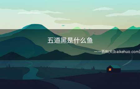 五道黑一般指的是河鲈,是一种肉食性的凶猛鱼类,多生活爱江河、