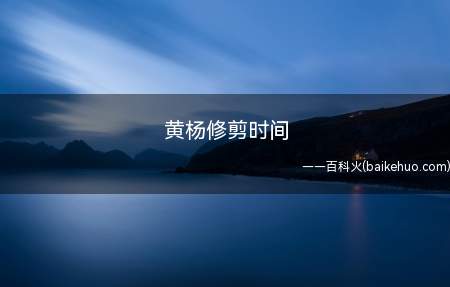 黄杨一年要修剪两次,一次是在春季,等新芽长出一个月后修剪形状