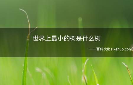 世界上最小的树是什么树(世界上最小的树是紫金牛)