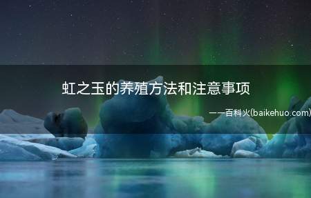 虹之玉的养殖方法和注意事项(养殖虹之玉如何养殖方法)