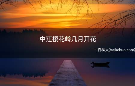 中江樱花岭一般是在每年一月到四月之间开放,花朵先开于叶