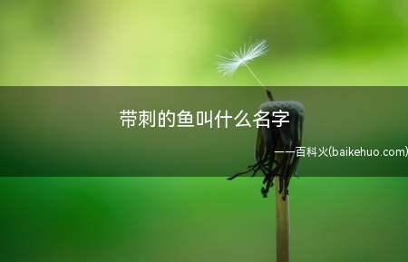 带刺的鱼叫什么名字(带刺的鱼很多,比较明显的就是刺鲀)