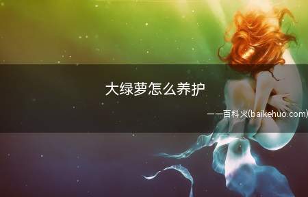 大绿萝怎么养护(大绿萝如何养护)