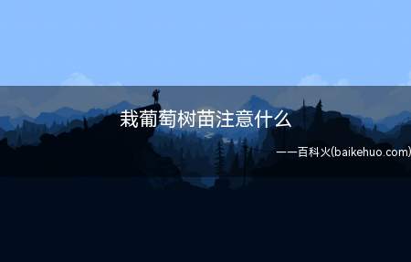 栽葡萄树苗注意什么(葡萄树苗栽种时需选择根系鲜活,根多而壮的苗)