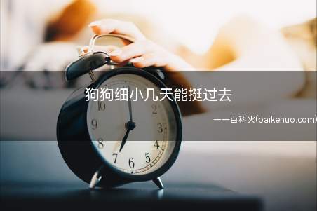 狗狗细小几天能挺过去(细小病毒引起的病毒性肠炎综合征)