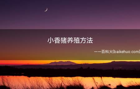 小香猪养殖时,可以喂粥、青菜、水果等,但是注意不能喂食太多