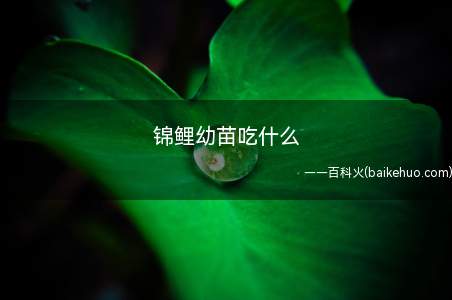 锦鲤幼苗刚孵化出来的时候非常脆弱,不会摄食,孵化3天以后可以
