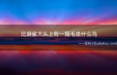 比麻雀大头上有一撮毛是什么鸟（比麻雀大,而且头上有一撮毛的鸟叫做“角百灵”）