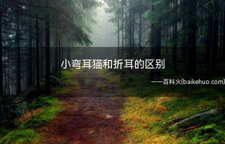 小弯耳猫和折耳的区别（小弯耳猫和折耳猫的区别）