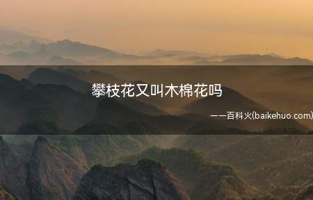 攀枝花有“英雄花”之称,掉落后,树下落英纷陈,远观好似一团团