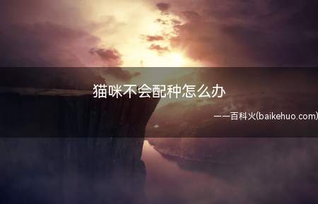 猫咪不会配种怎么办(寻找猫咪不会配种的原因)