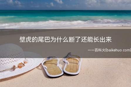 壁虎的尾巴为什么断了还能长出来(壁虎的尾巴断了还能长出来)