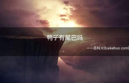 鸭子有尾巴,鸭子的尾巴像一个小铲子一样,鸭是雁形目
