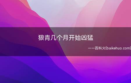 狼青几个月开始凶猛(狼青犬可以成为工作犬协助人类社会)