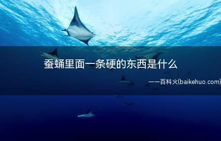 蚕蛹里面一条硬的东西是什么（那是蚕的神经肌体）