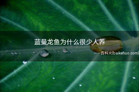 蓝曼龙鱼为什么很少人养(蓝曼龙鱼很少人养的原因)