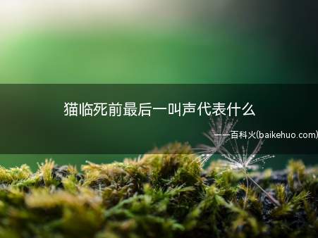 猫临死前最后一叫声代表什么（猫咪临死前的最后一声叫声是身体的本能反应）